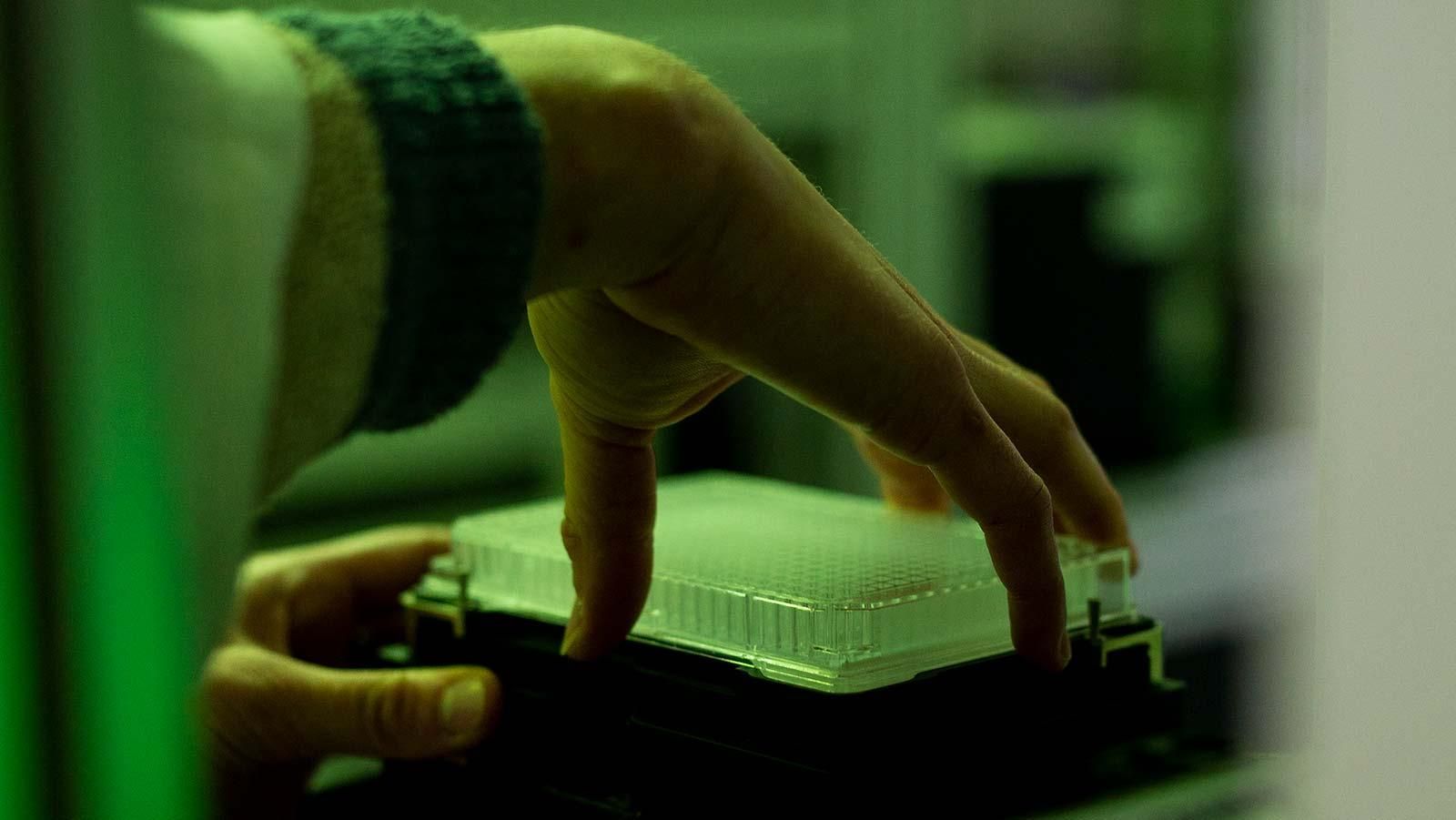 Eine Hochdurchsatz-Screening-Anlage wird bestückt