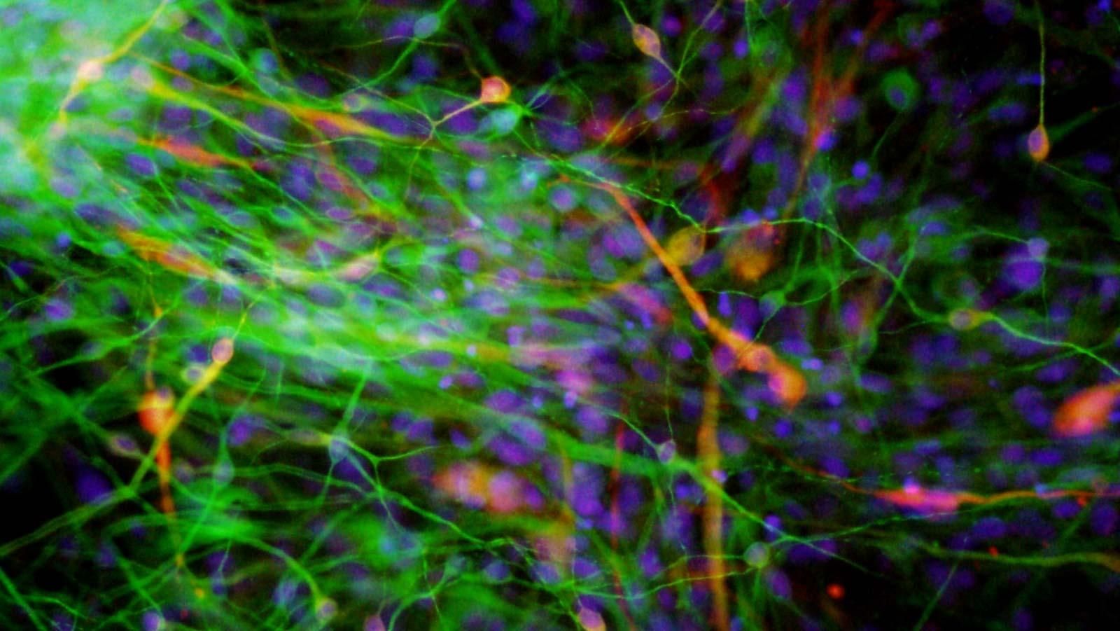 Wissenschaftliche 3D-Aufnahme