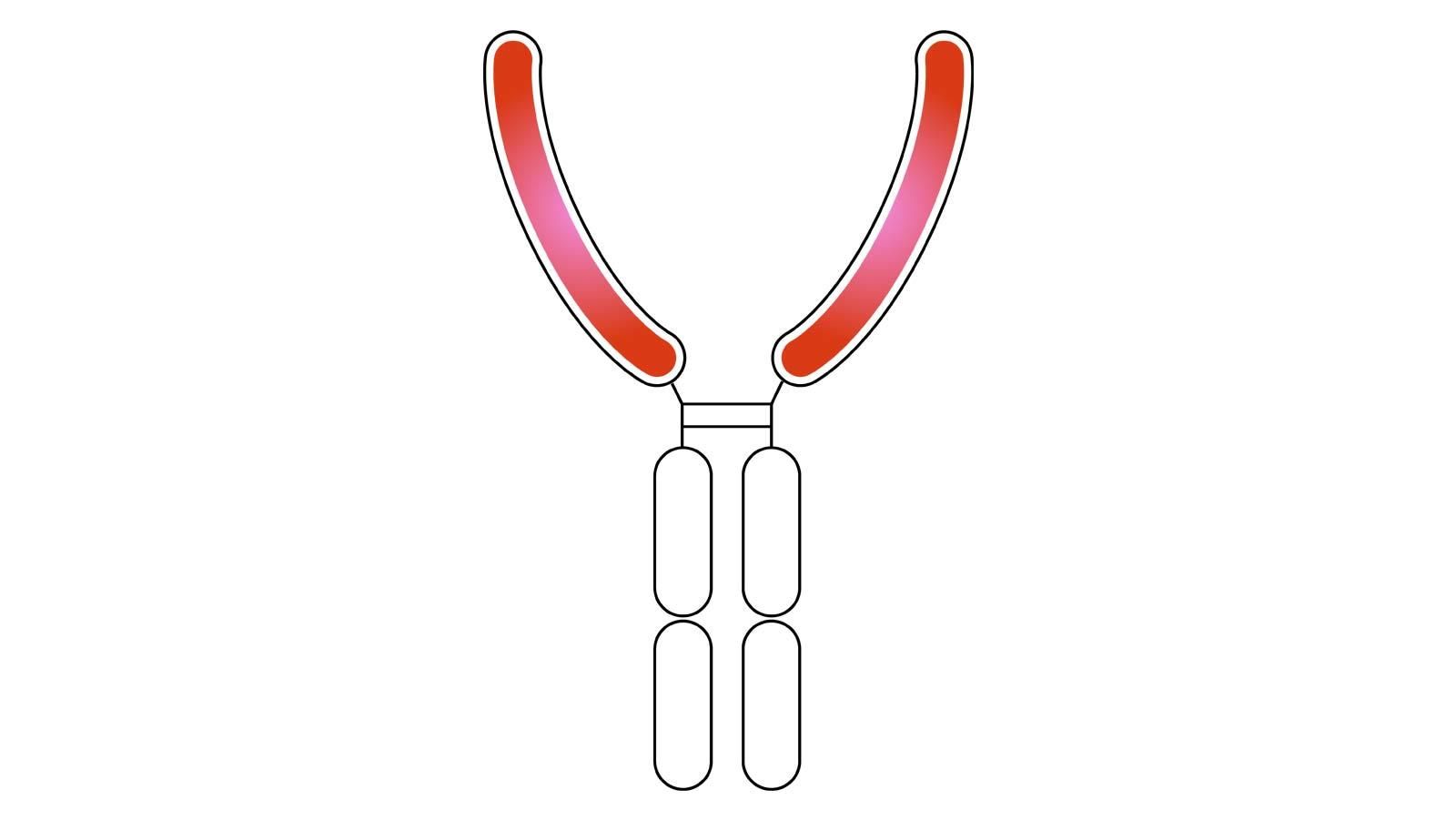 Schematische Darstellung eines Funsionsproteins